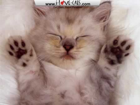 Wat kind of cat Wat kind of cat